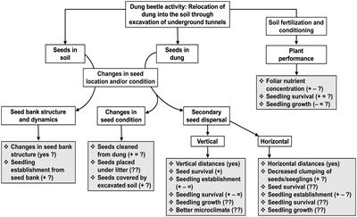 Effects of dung beetle activity on tropical forest plants